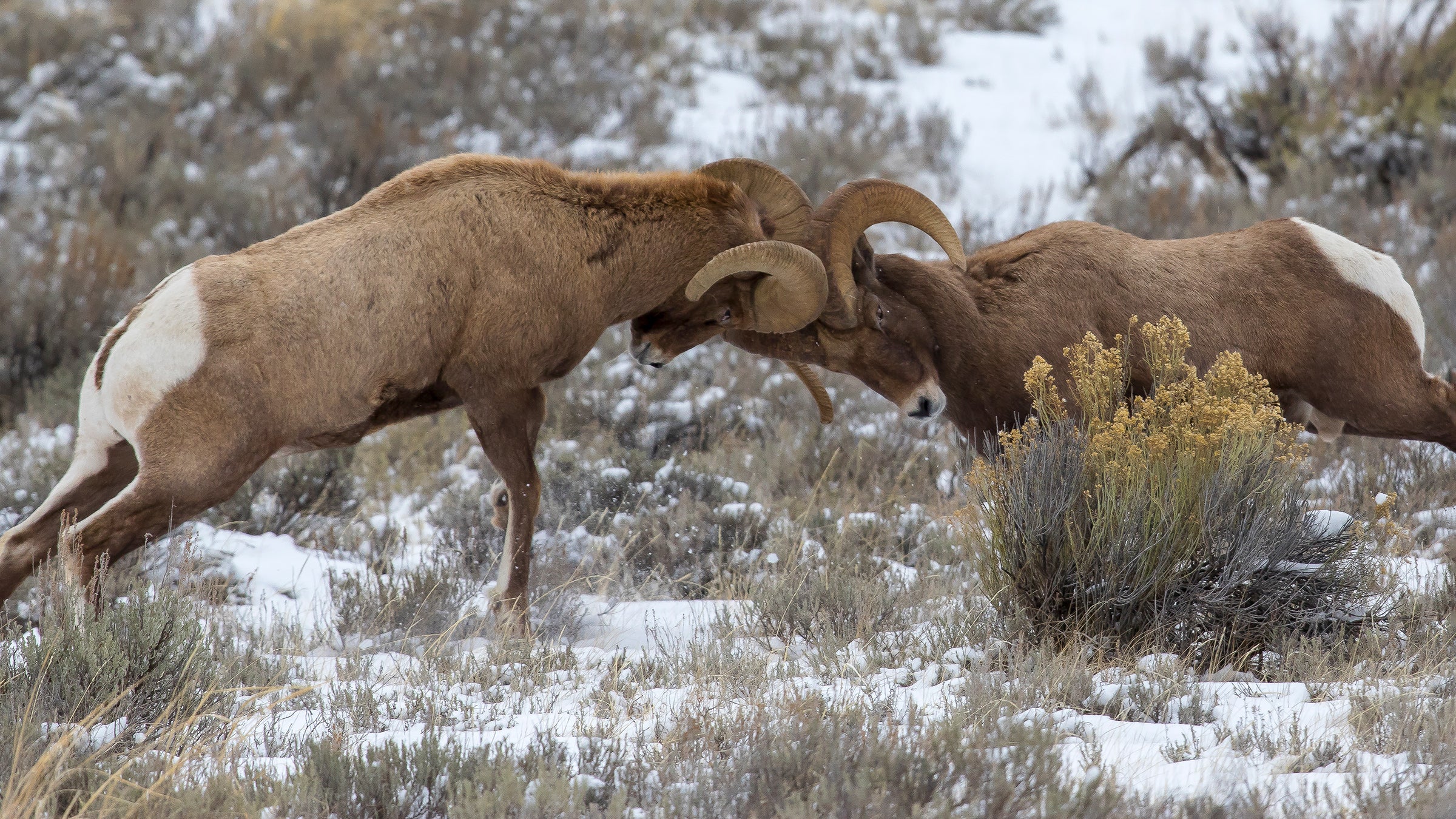 In the Tetons, Backcountry Skiers Might Have to Sacrifice Their Terrain to Bighorn Sheep