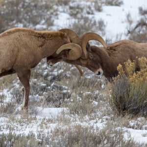 Two bighorn sheep headbutting