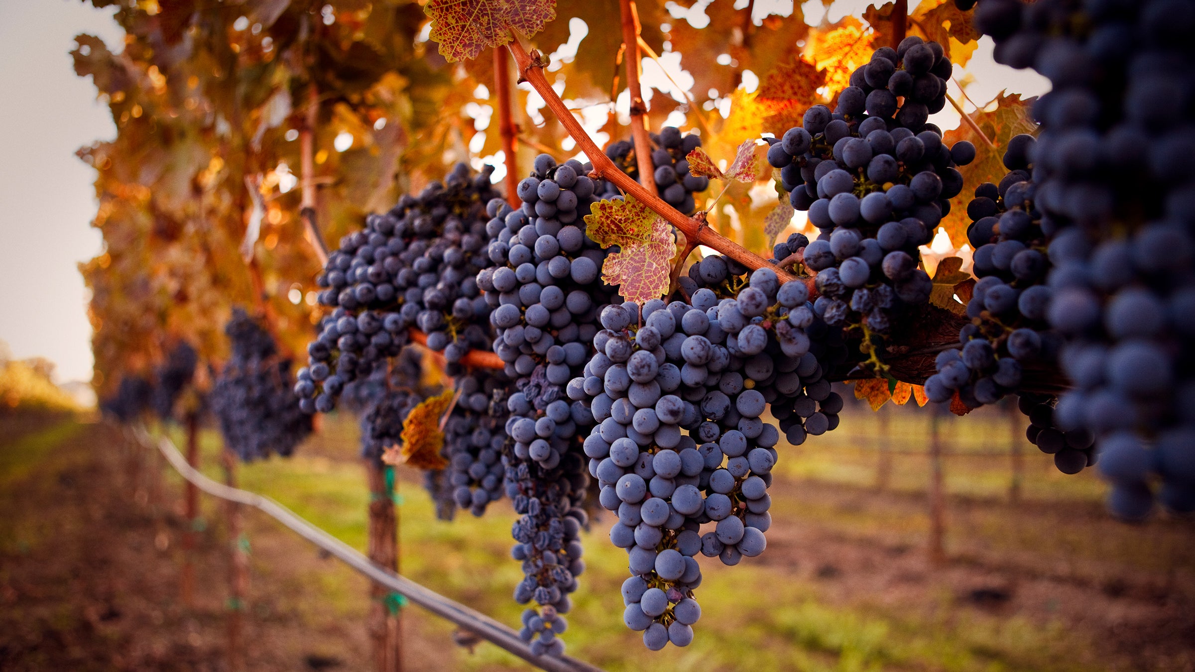 ripe cabernet grapes ready for harvest