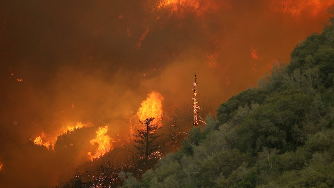 California wildfire blazing through forest.