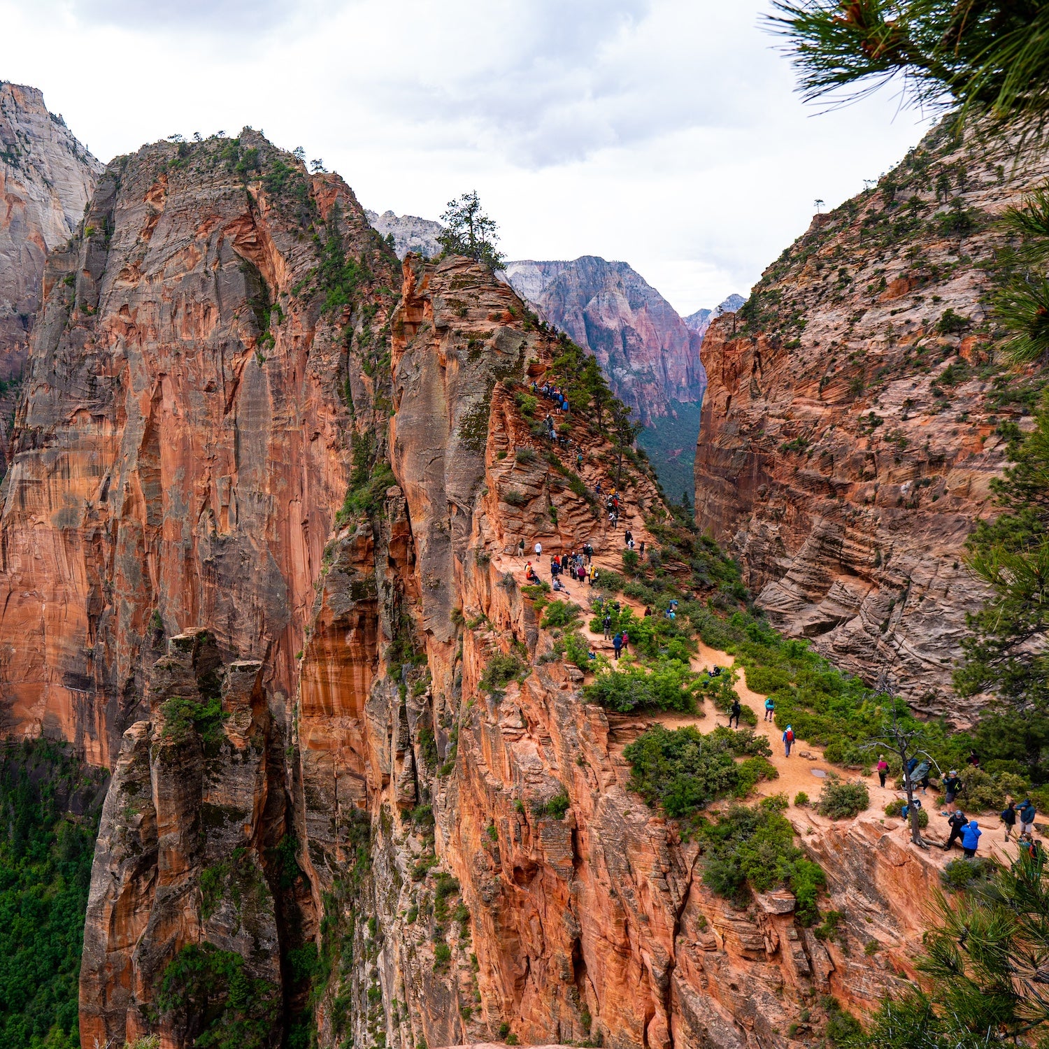 are dogs allowed in zion park