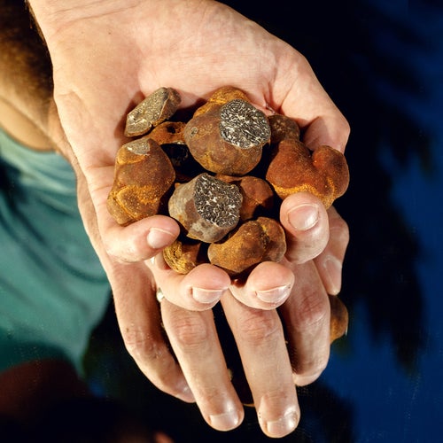 Appalachian Truffles America's Next Food Craze Outside Online