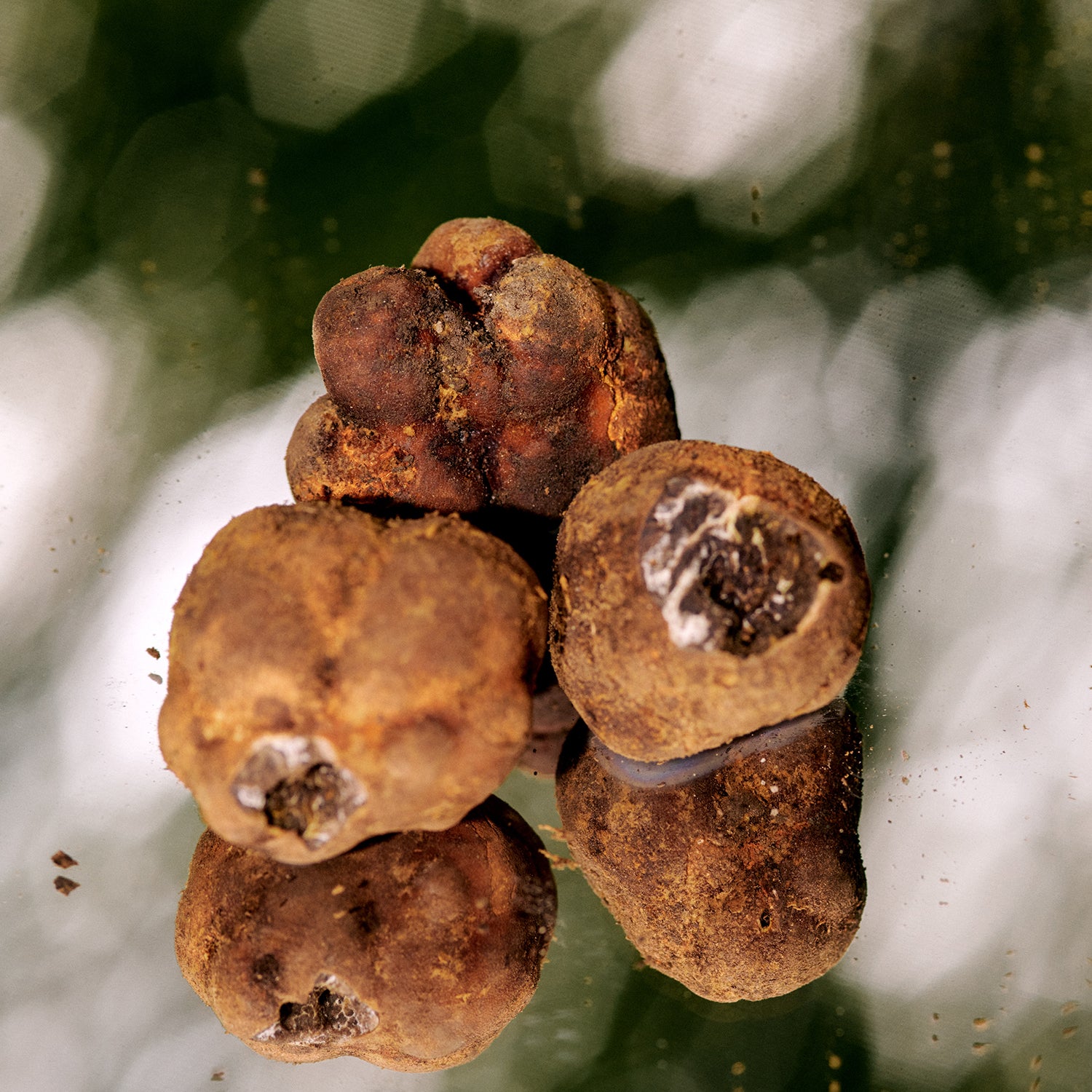 Tuberaceae truffles