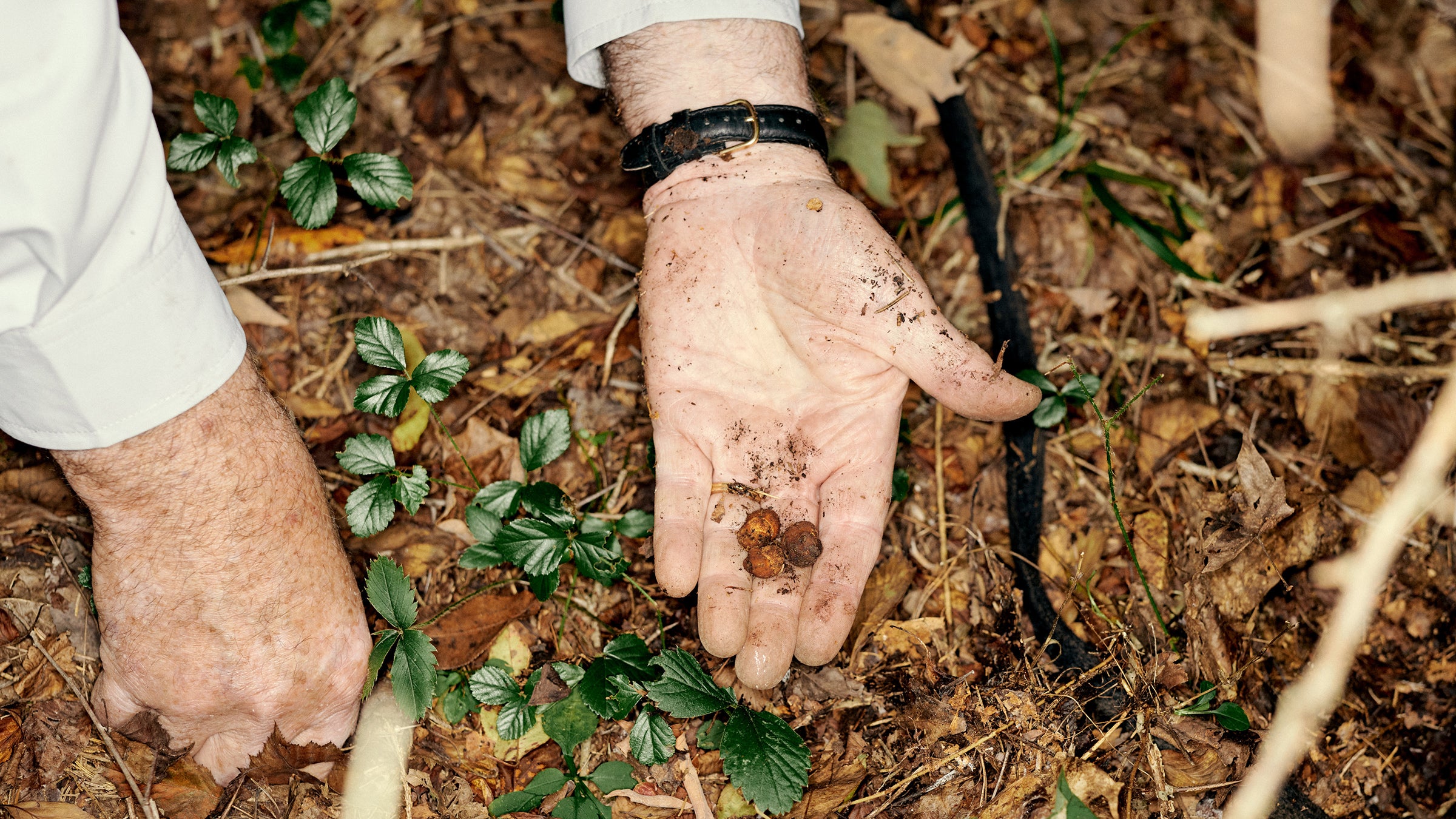 Appalachian Christmas Outreach 2022 America's Next Food Craze Is Buried In Appalachia - Outside Online
