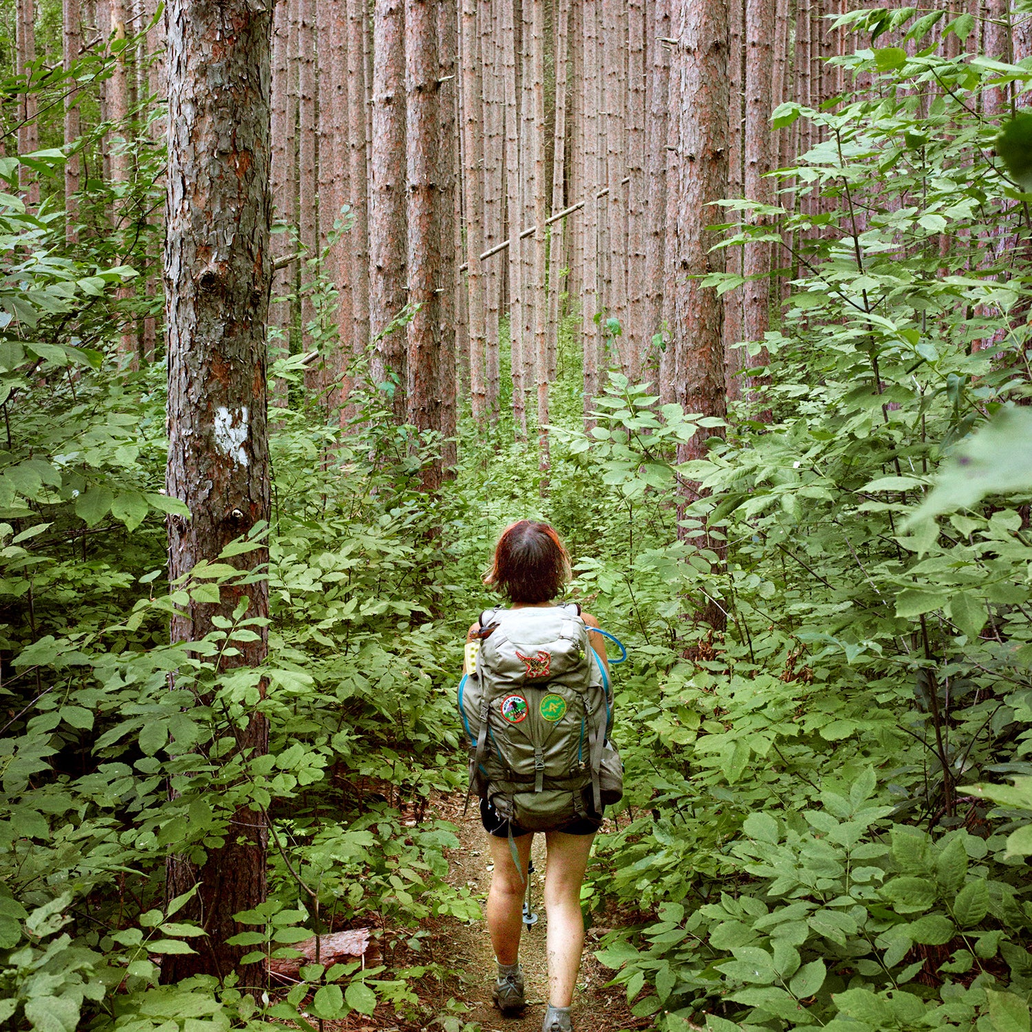 A thru hiker hikes into a forest of large pines.