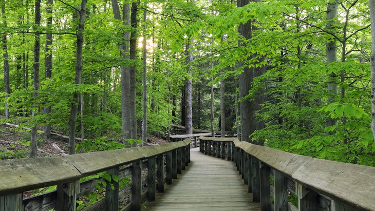 Forest Trail in Cuyahoga Valley National Park