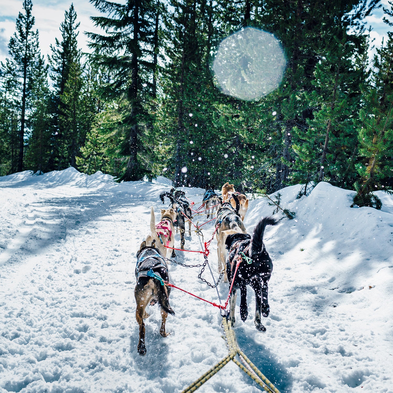 Sled dog team running in snow