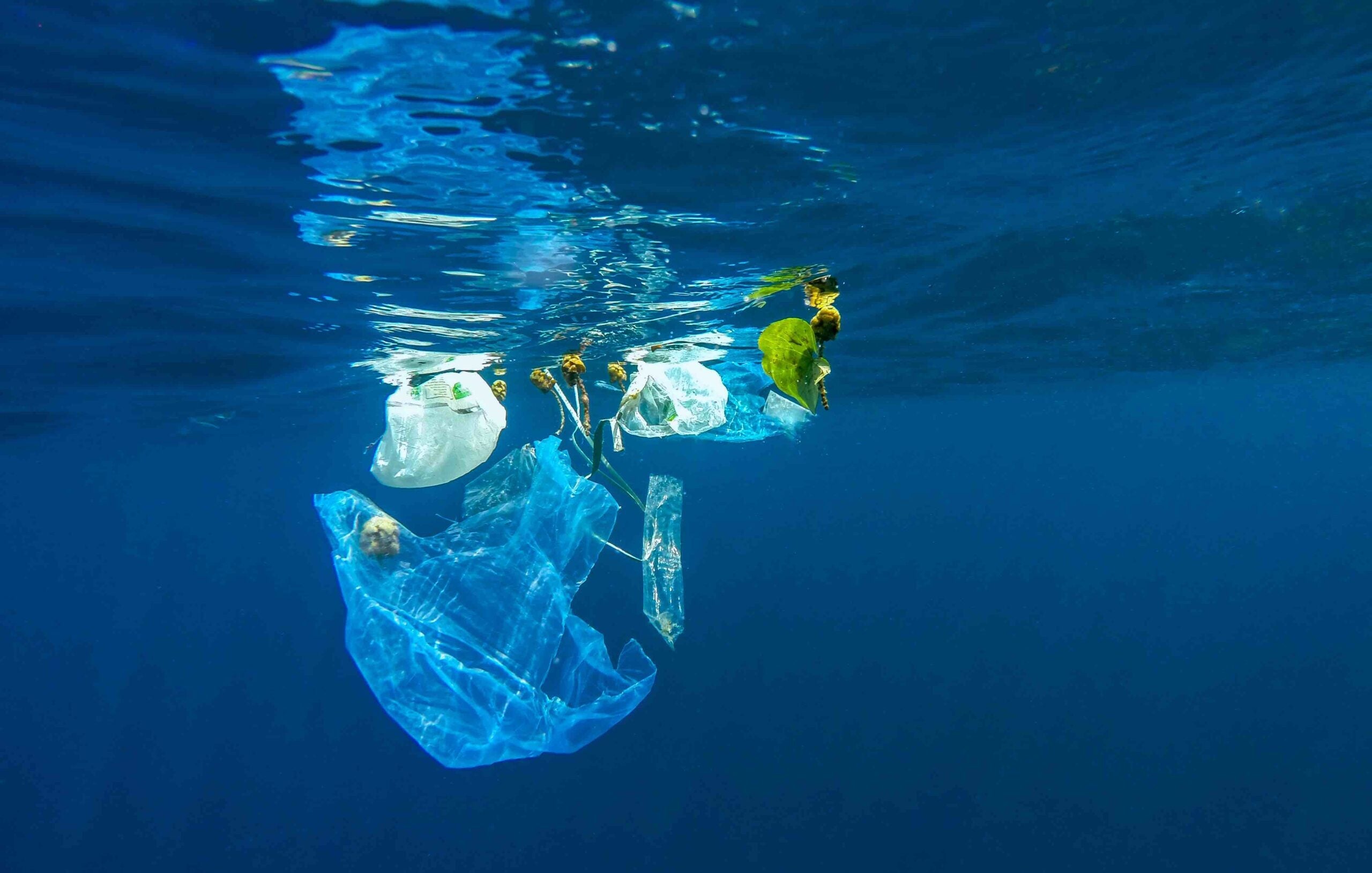 Plastic bags floating in water