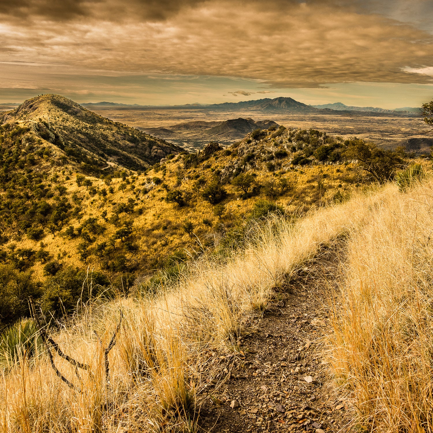 Yaqui Ridge Trail in Arizona