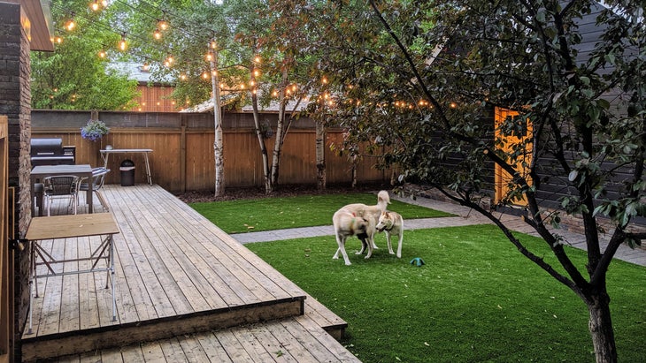 Pet Friendly Artificial Grass