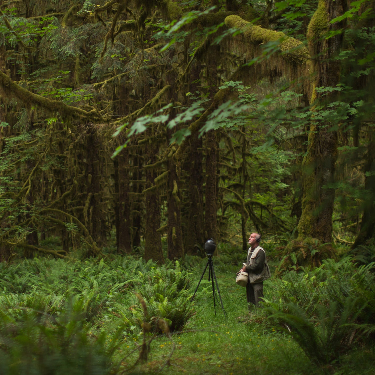 Gordon Hempton recording in the Hoh rainforest