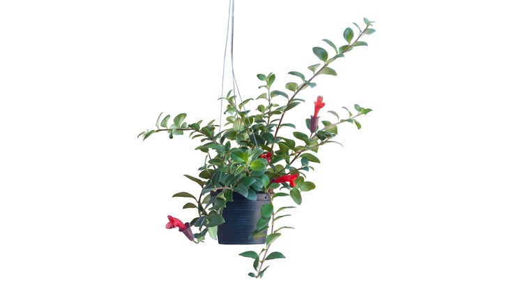 Red flower of Lipstick Vine or Aeschynanthus radicans jack hanging in black plastic pot isolated on white background included clipping path.
