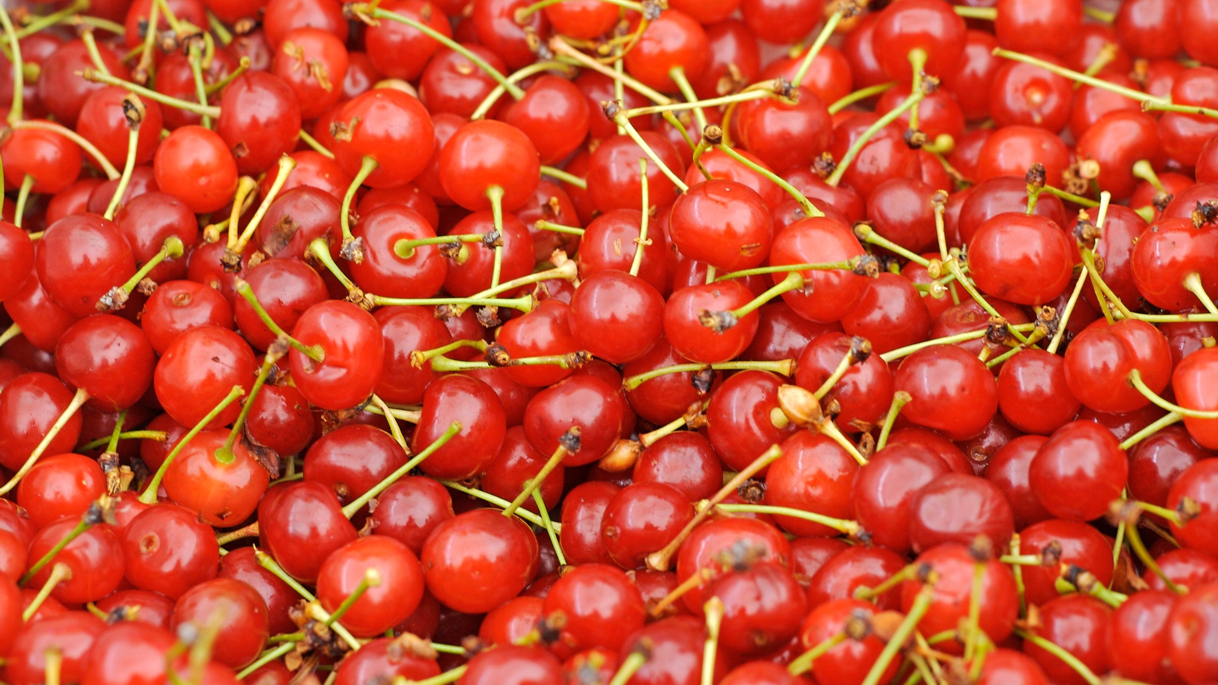 Montmorency cherries at a market