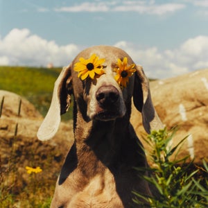 Dog with flowers over eyes