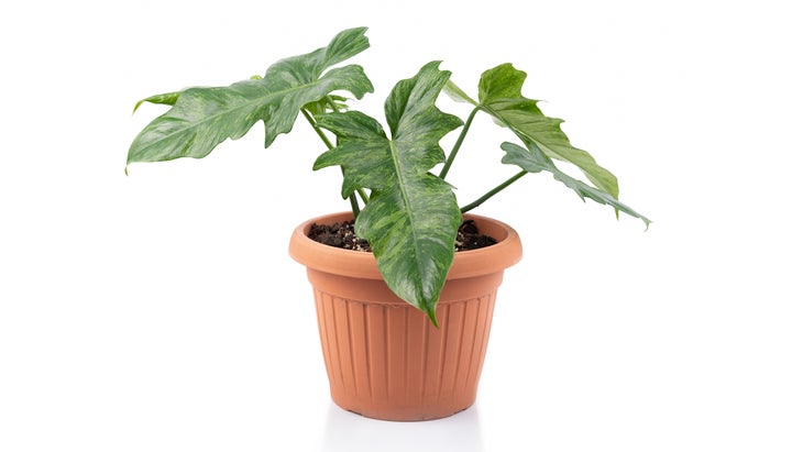 Philodendron Minarum isolated on white background.