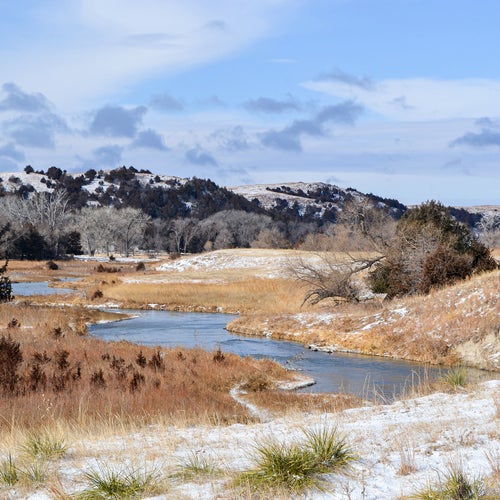 Nebraska Cattle Tanking the Raucous River Race Where Everybody Wins