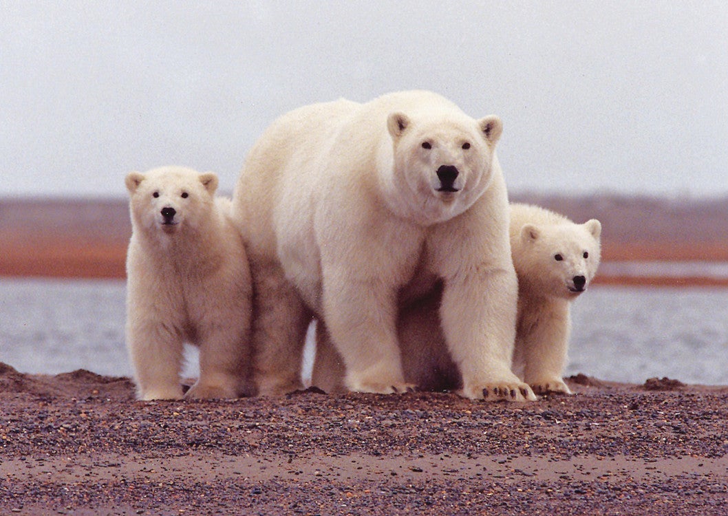 Outside Online - Opinion: We Must Protect the Arctic National Wildlife Refuge Outside Online - Opinion: We Must Protect the Arctic National Wildlife Refuge