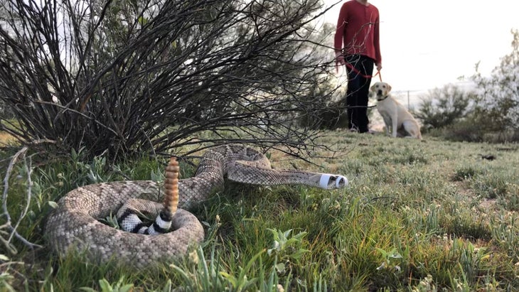 Can A Dog Survive A Rattlesnake Bite