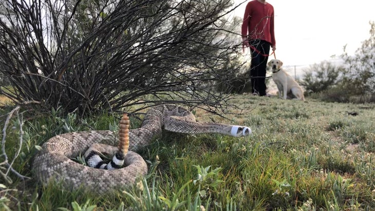 can a dog survive a rattlesnake bite