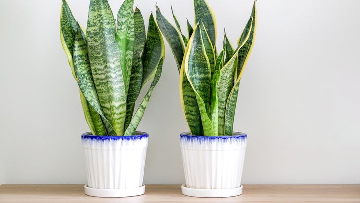 Two dracaena trifasciata snake plants (sansevieria trifasciata) decorating a wooden surface against wall