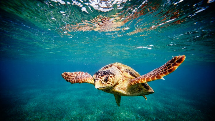 Underwater view of Loggerhead sea turtle swimming in Caribbean Sea. 