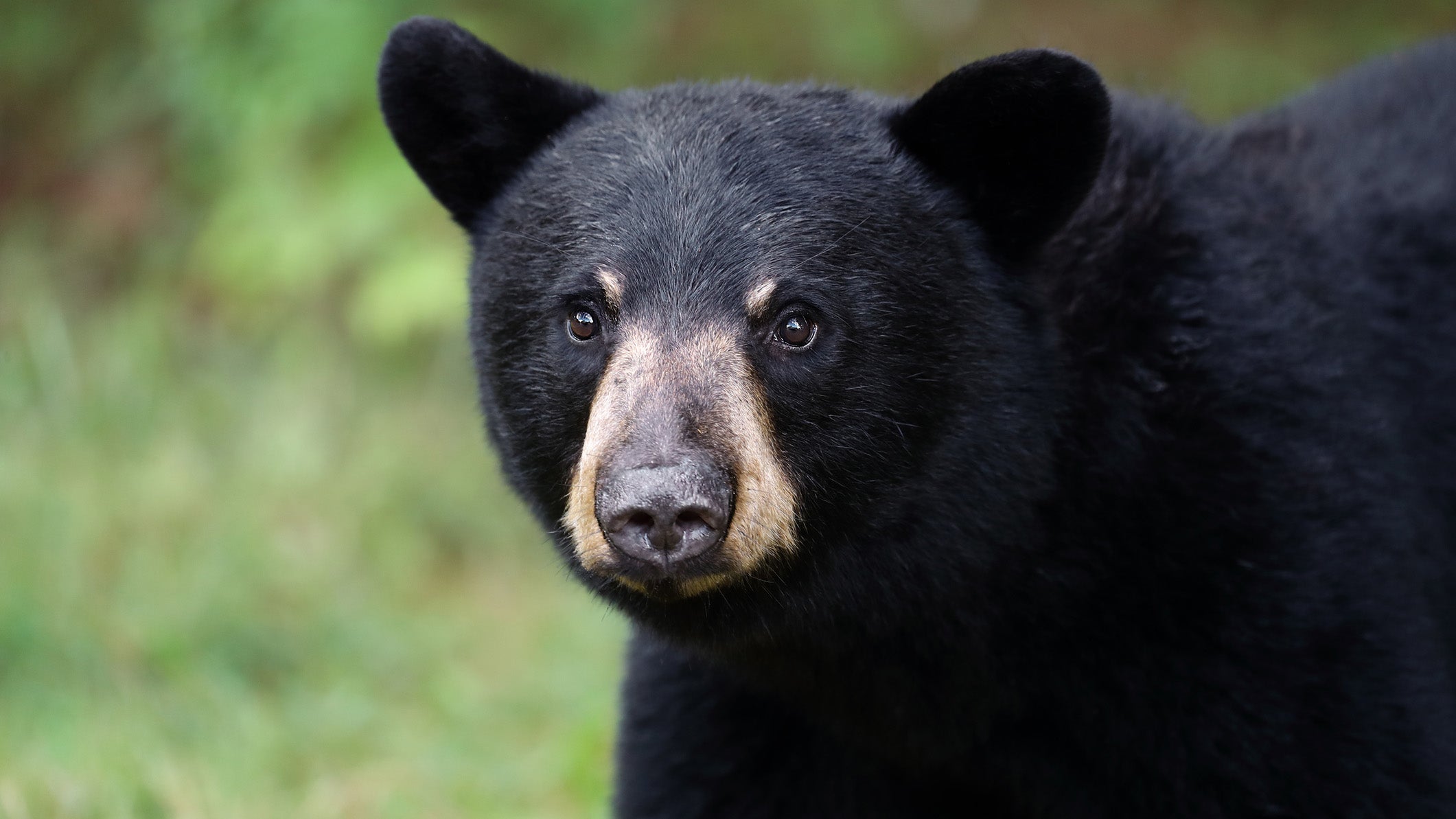 A black bear walks through the woods.