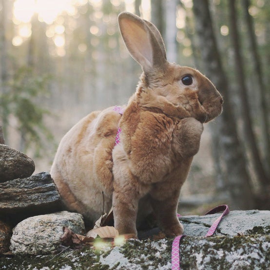 Moose, the hiking bunny from New Hampshire.