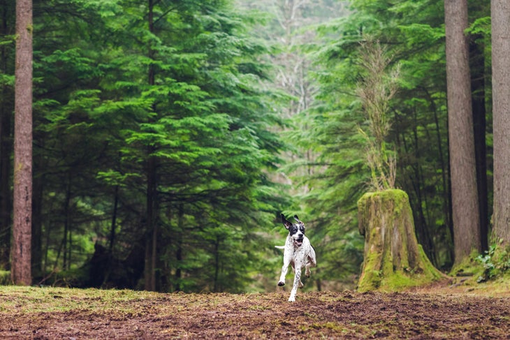 5 Ideas to Keep Your Adventure Dog Active This Summer 5 Ideas to Keep Your Adventure Dog Active This Summer