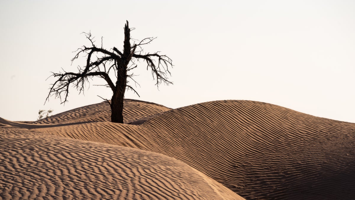 In West Virginia v. EPA, the Supreme Court Will Decide Whether We Act on Climate Change