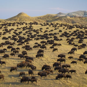 Buffalo herd on a field