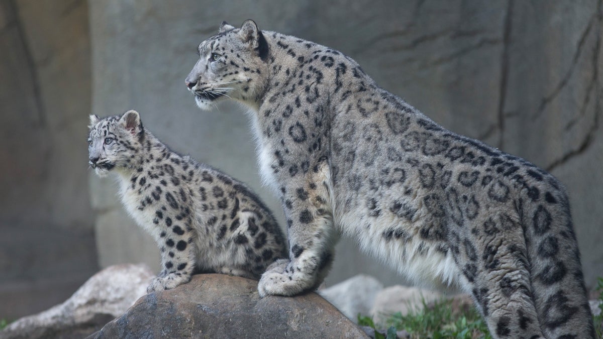 What Is Killing Nepal’s Snow Leopards? Outside Online