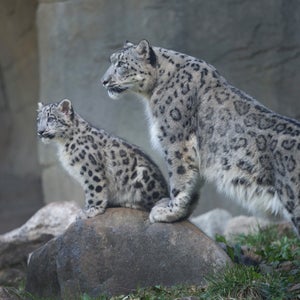 Two snow leopards at Chicago's Brookfield Zoo