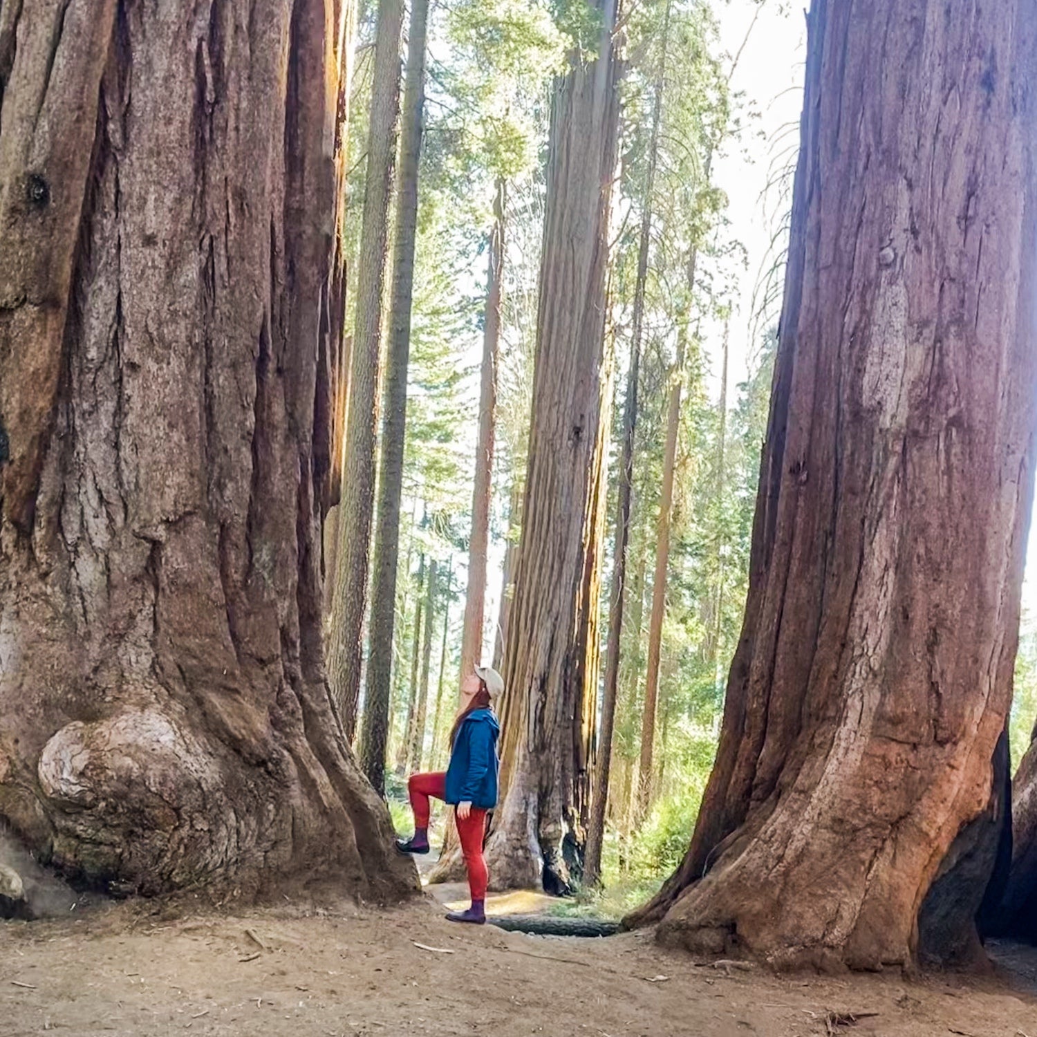 The author gazes up at one of the world’s largest trees