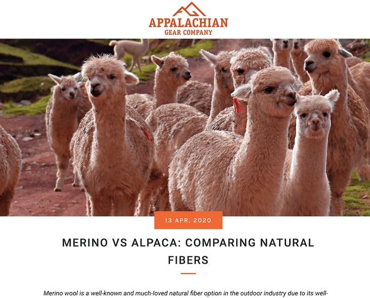 alpacas on a farm