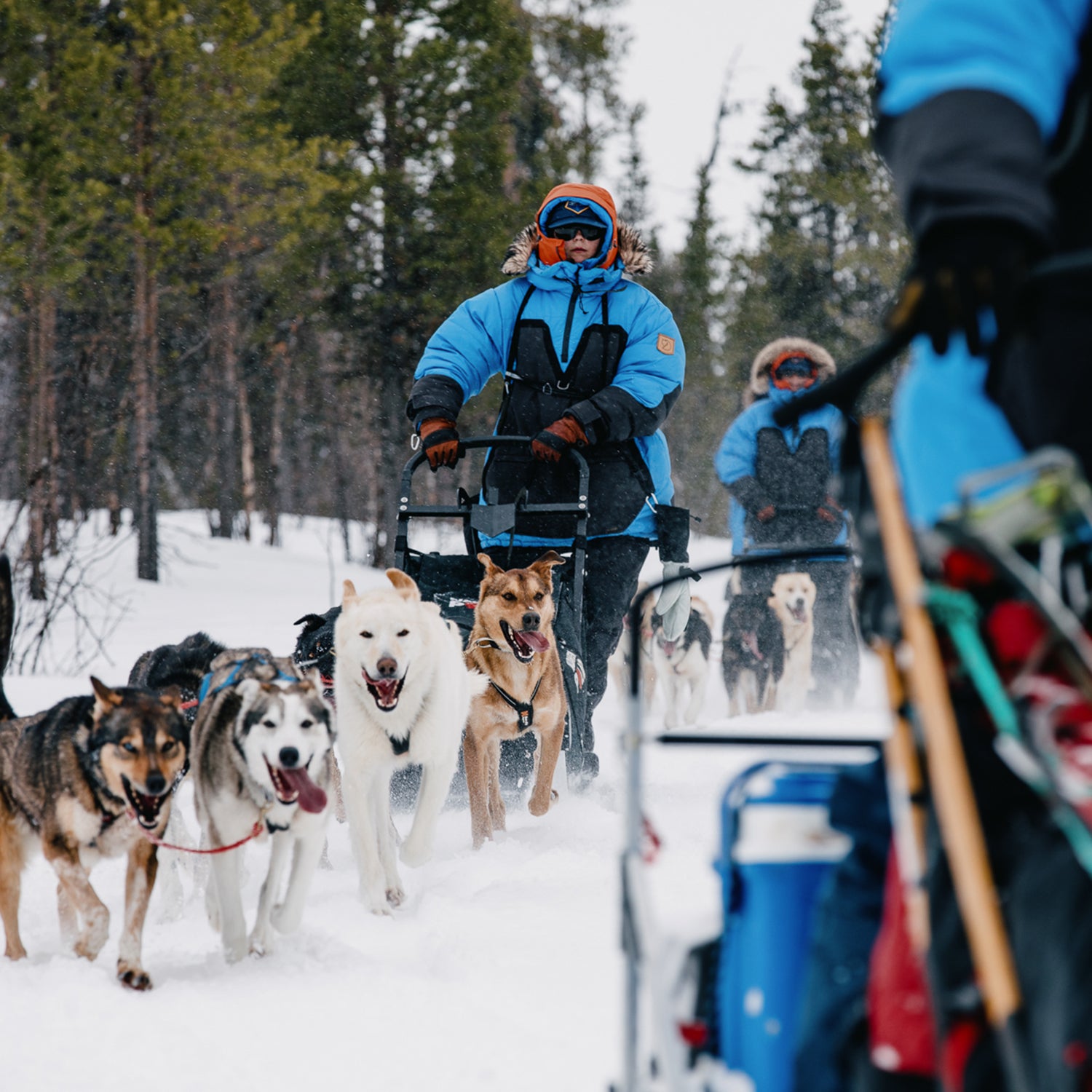 dog sledding in the arctic