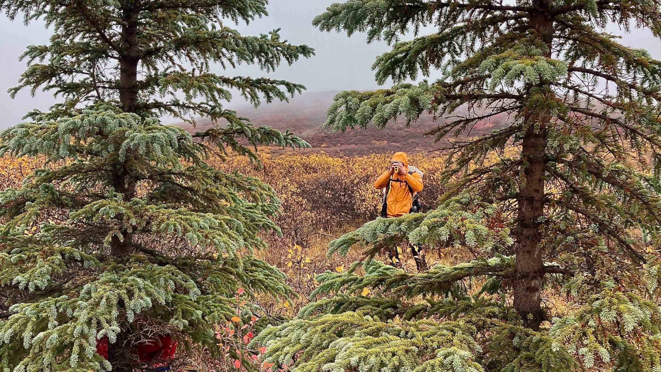 trees arctic wilderness