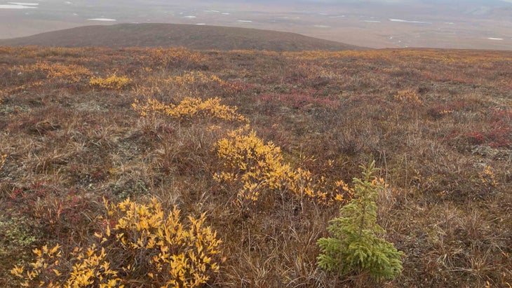 young spruce tundra