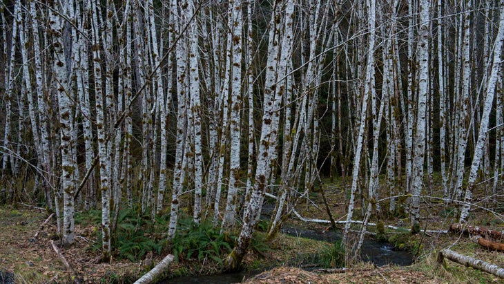 alder trees