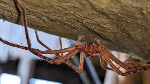 A funnel weaver (family Agalenidae). Location: Parque Internacional La Amistad, Panama.