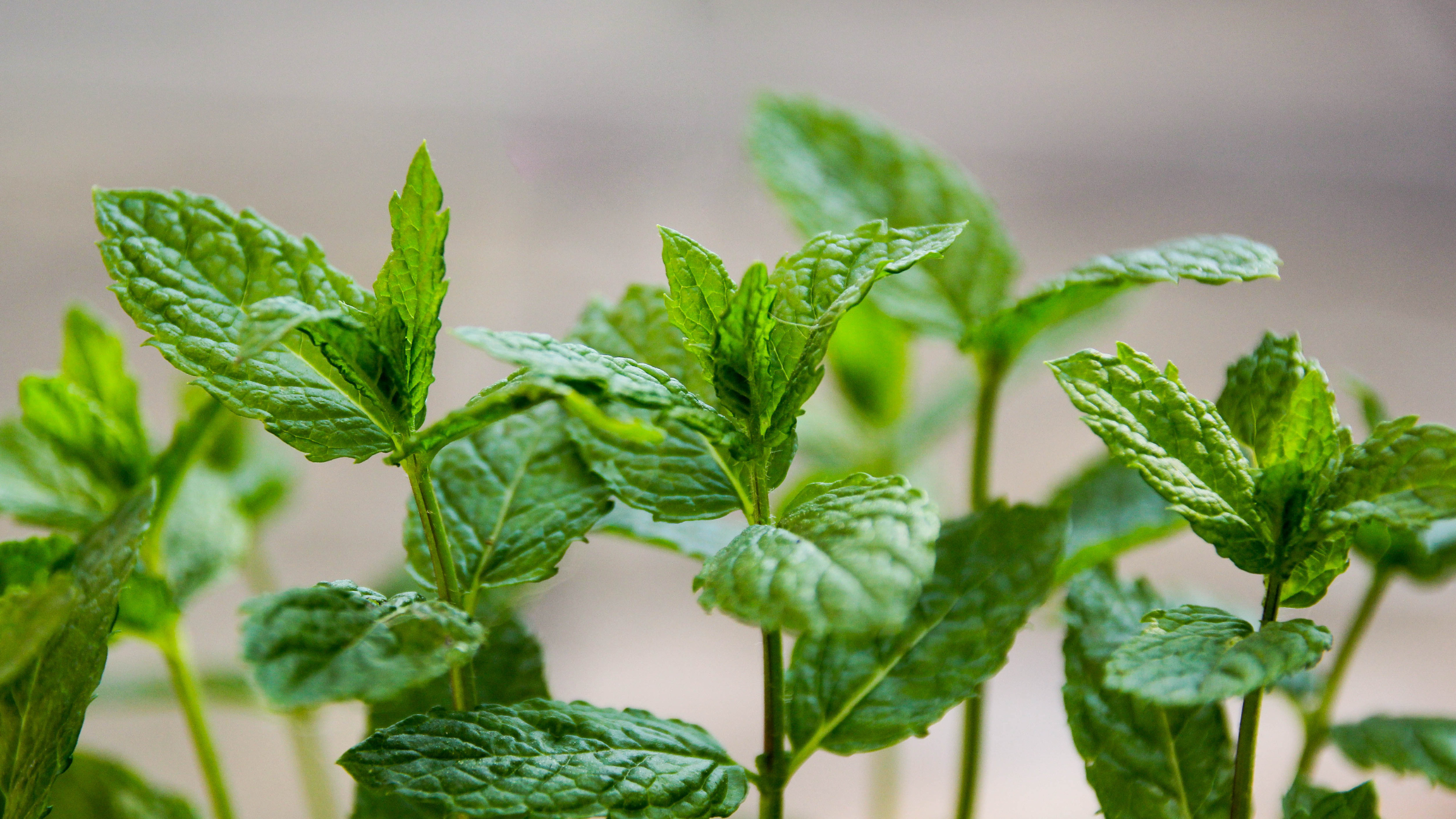 Peppermint