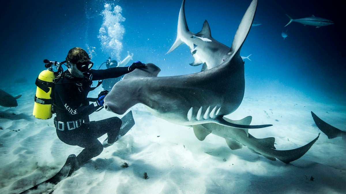 Explore Ocean Wonders in VR