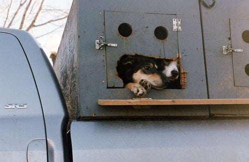 Two dogs peer out from a box being carried on a flatbed truck.