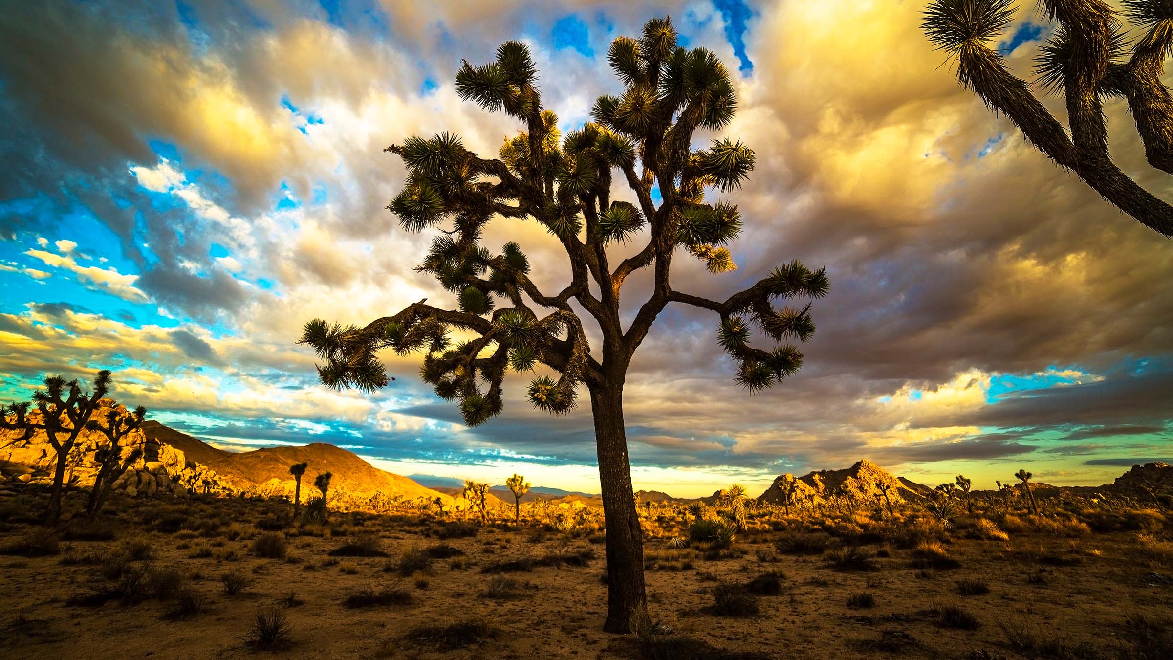 Joshua Tree
