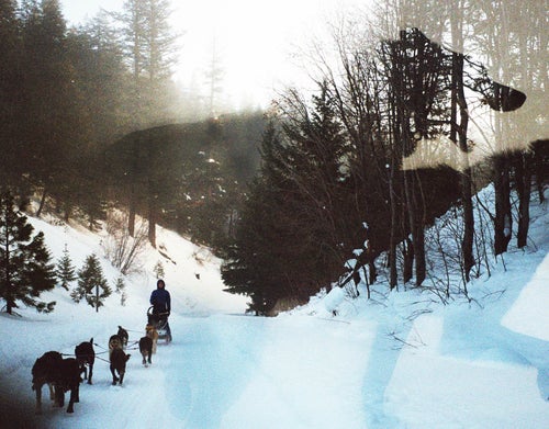 A woman runs with her sled dogs in the snow
