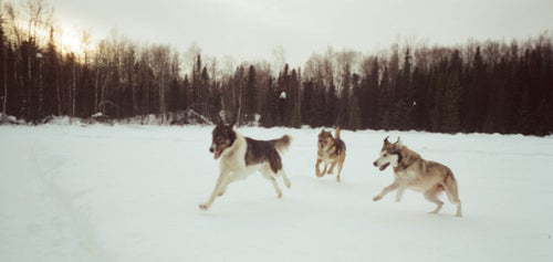 Three dogs running in the snow
