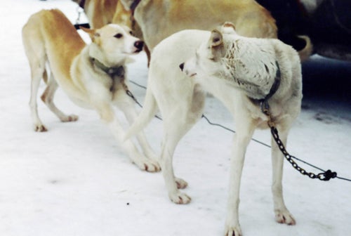 White sled dogs in snow