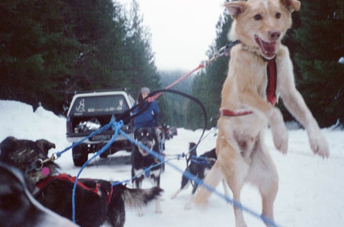 A jumping dog wearing a mushing leash