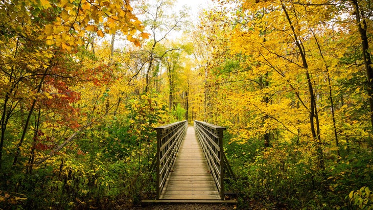 bridge autumn leaves