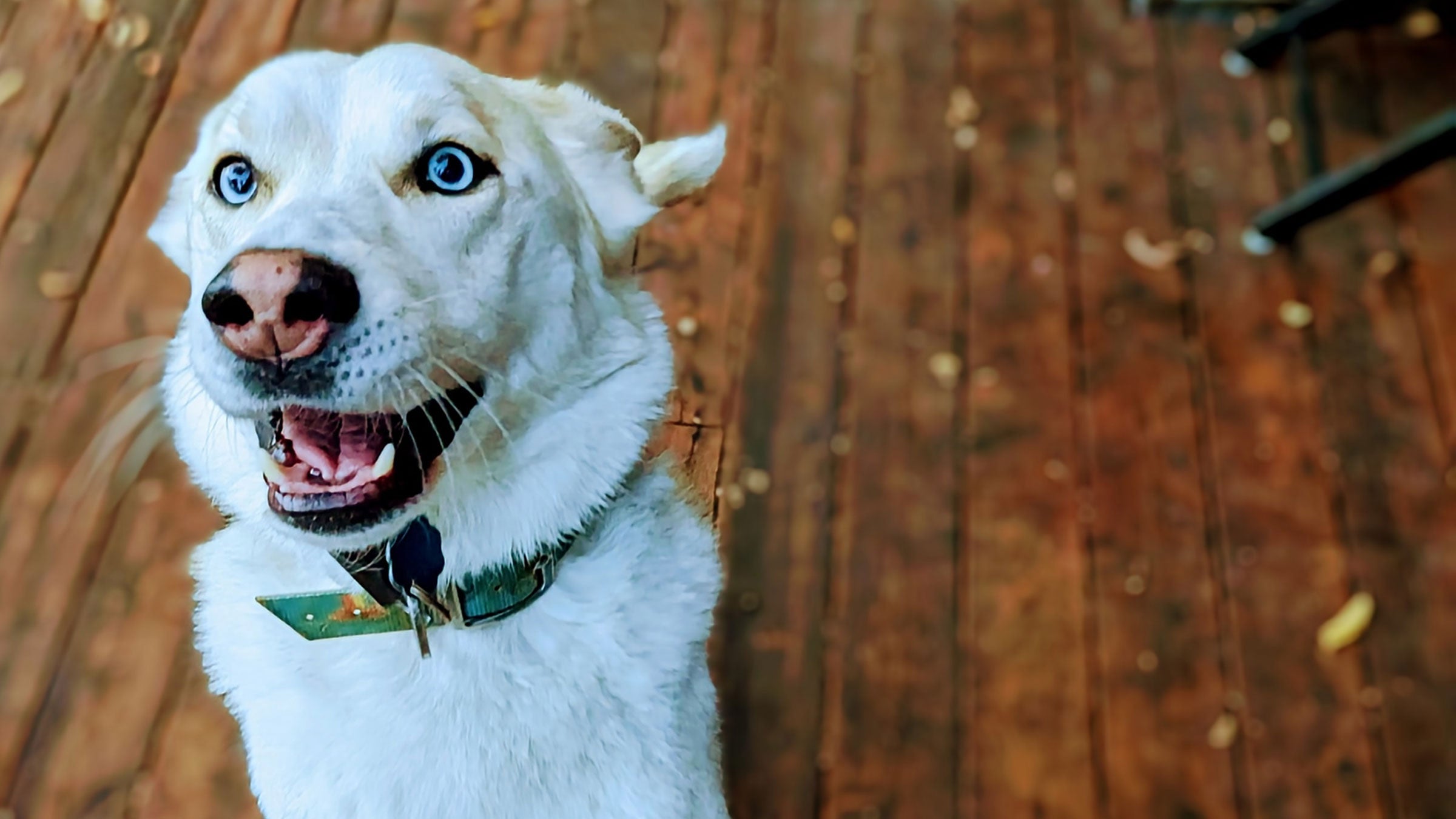 bowie dog after he got high