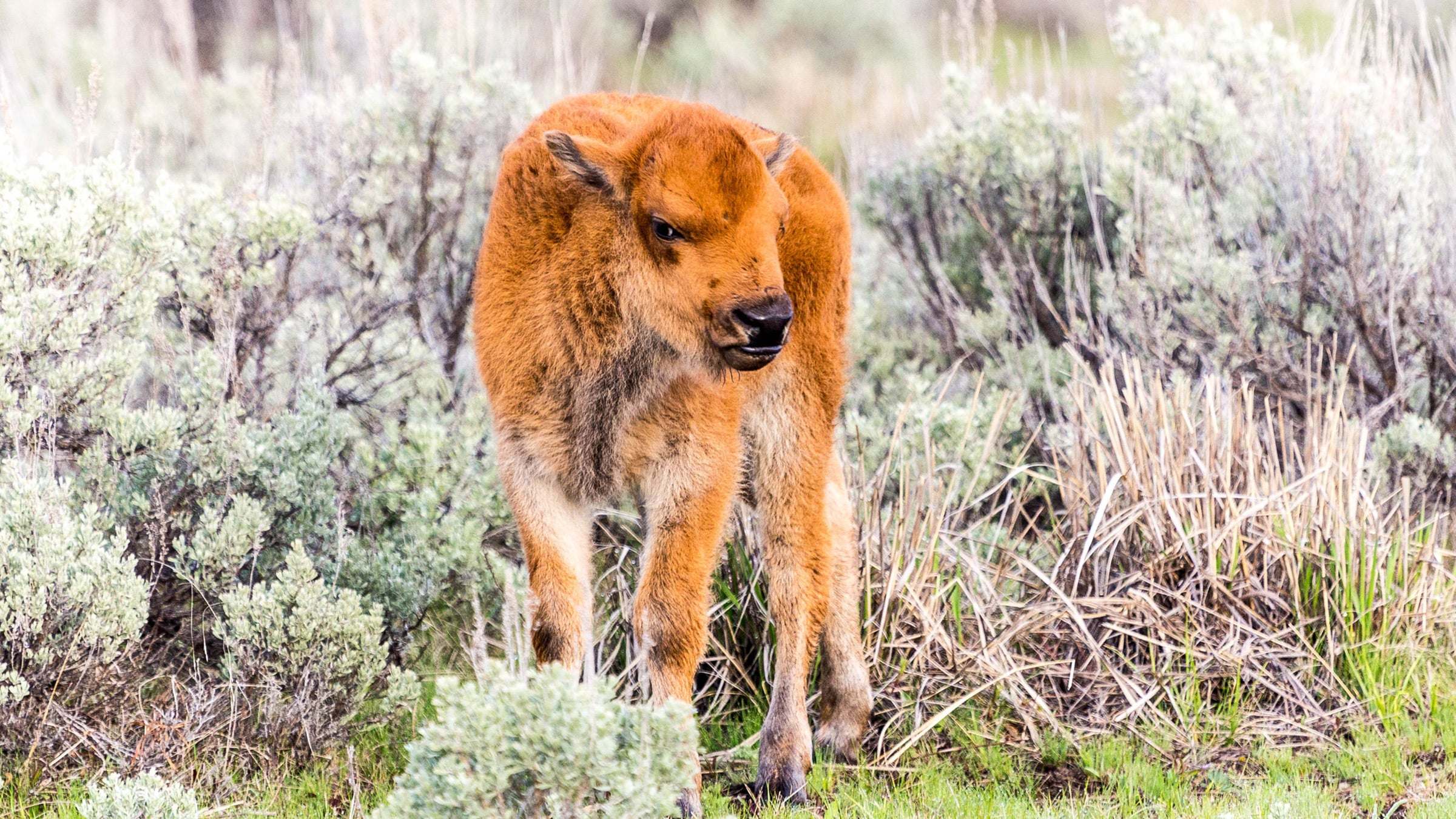 A cute bison calf